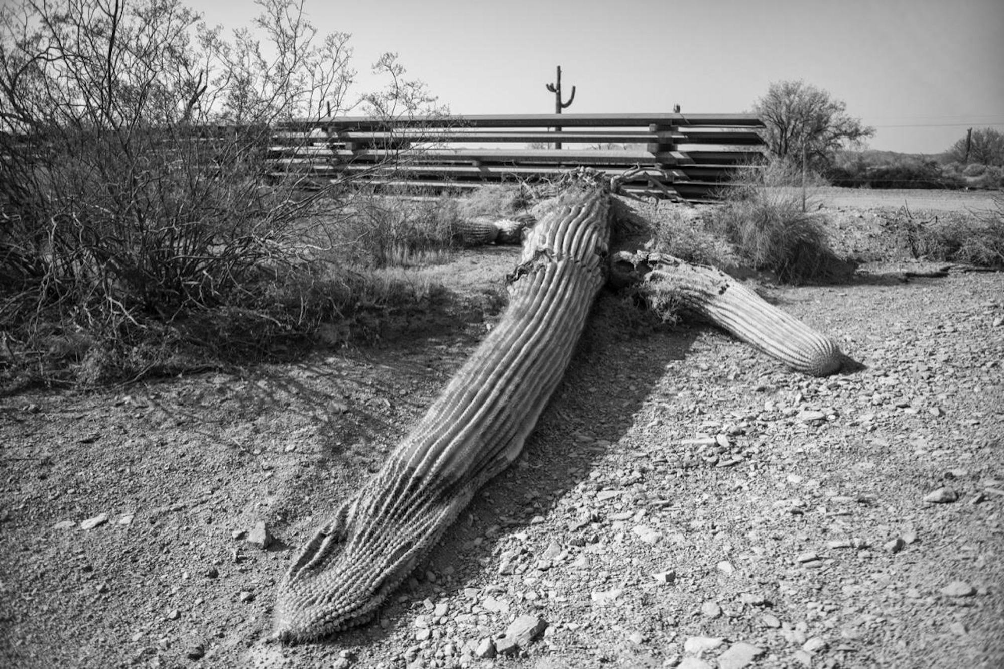 Organ pipe cactus