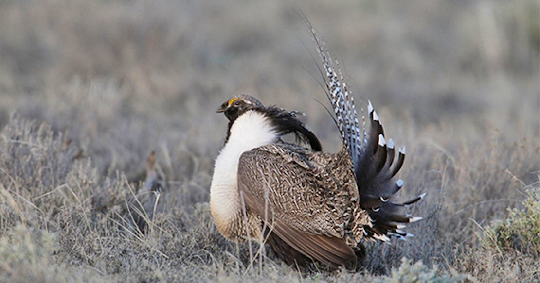 Gunnison Sage Grouse