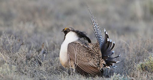 Gunnison Sage Grouse