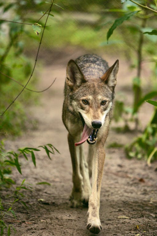 Red Wolf walking down path with tongue out