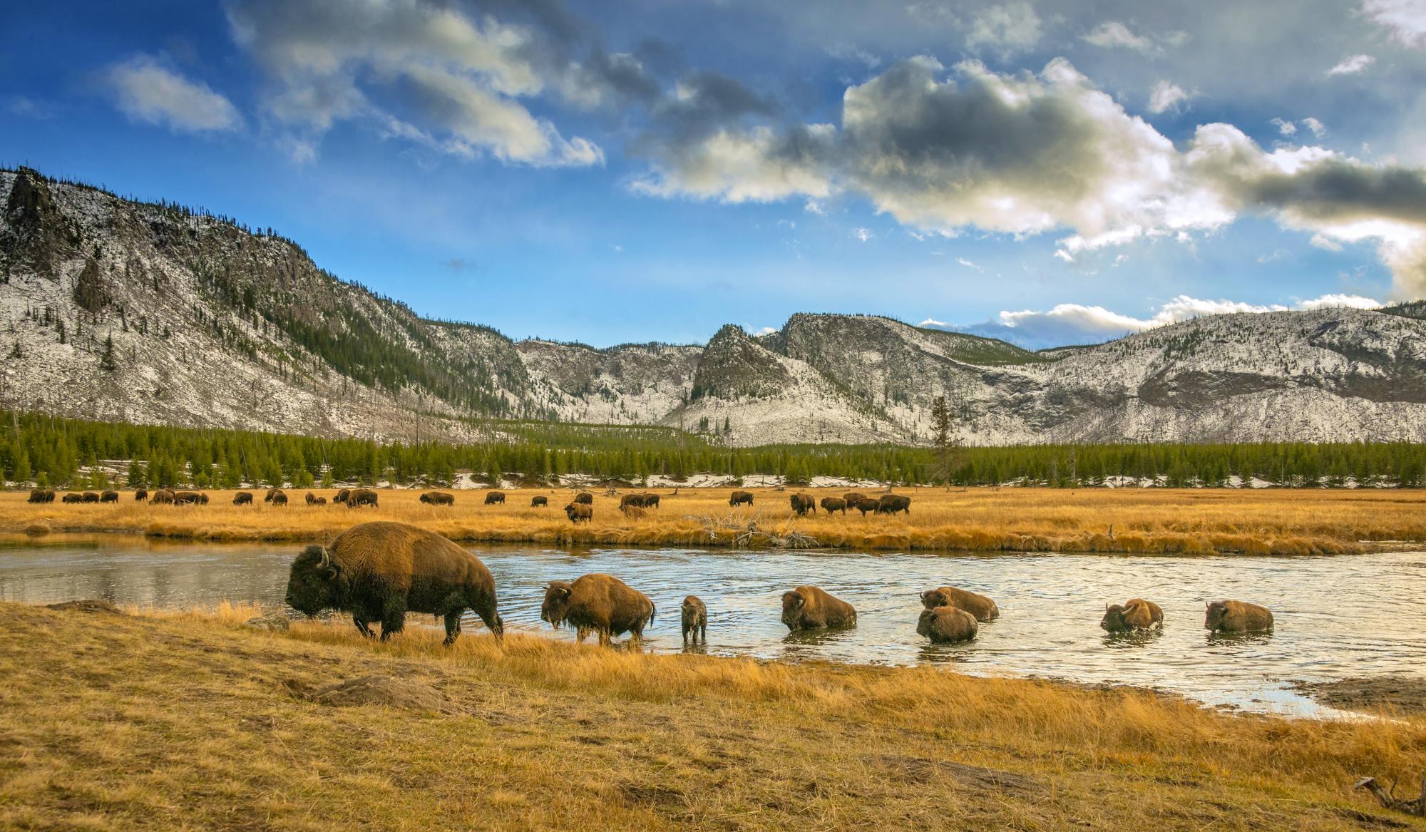 Bison crossing river in Yellowstone