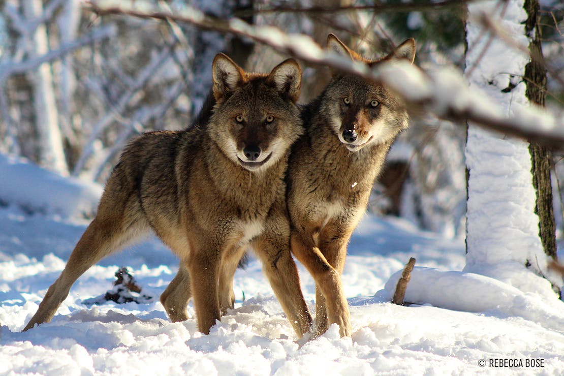 Two red wolves in snow