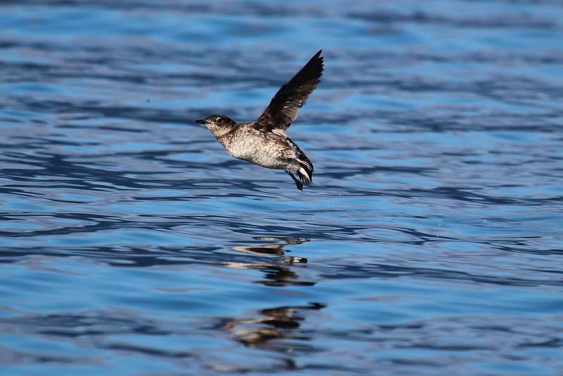 Marbled Murrelet flying over water