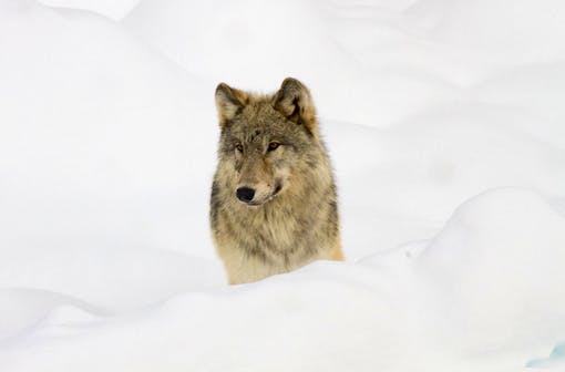 Wolf from the Canyon pack next to road near Norris taken from snowcoach through the glass window 