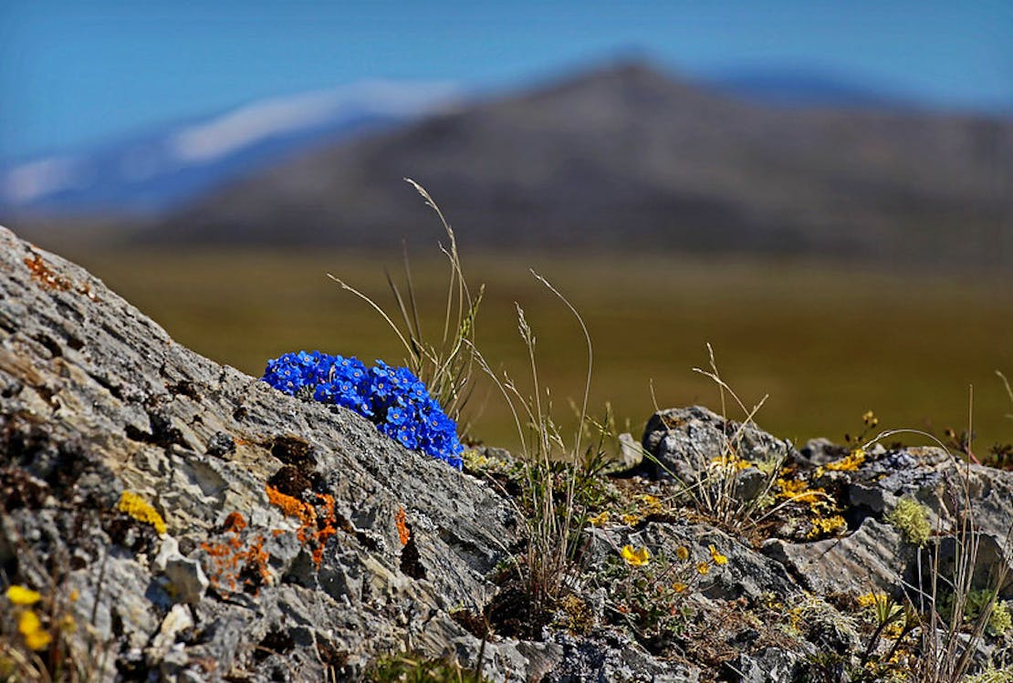 lichens and forget me knots in Alaska