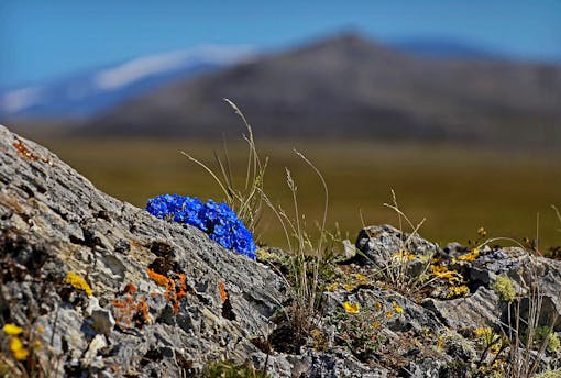 lichens and forget me knots in Alaska