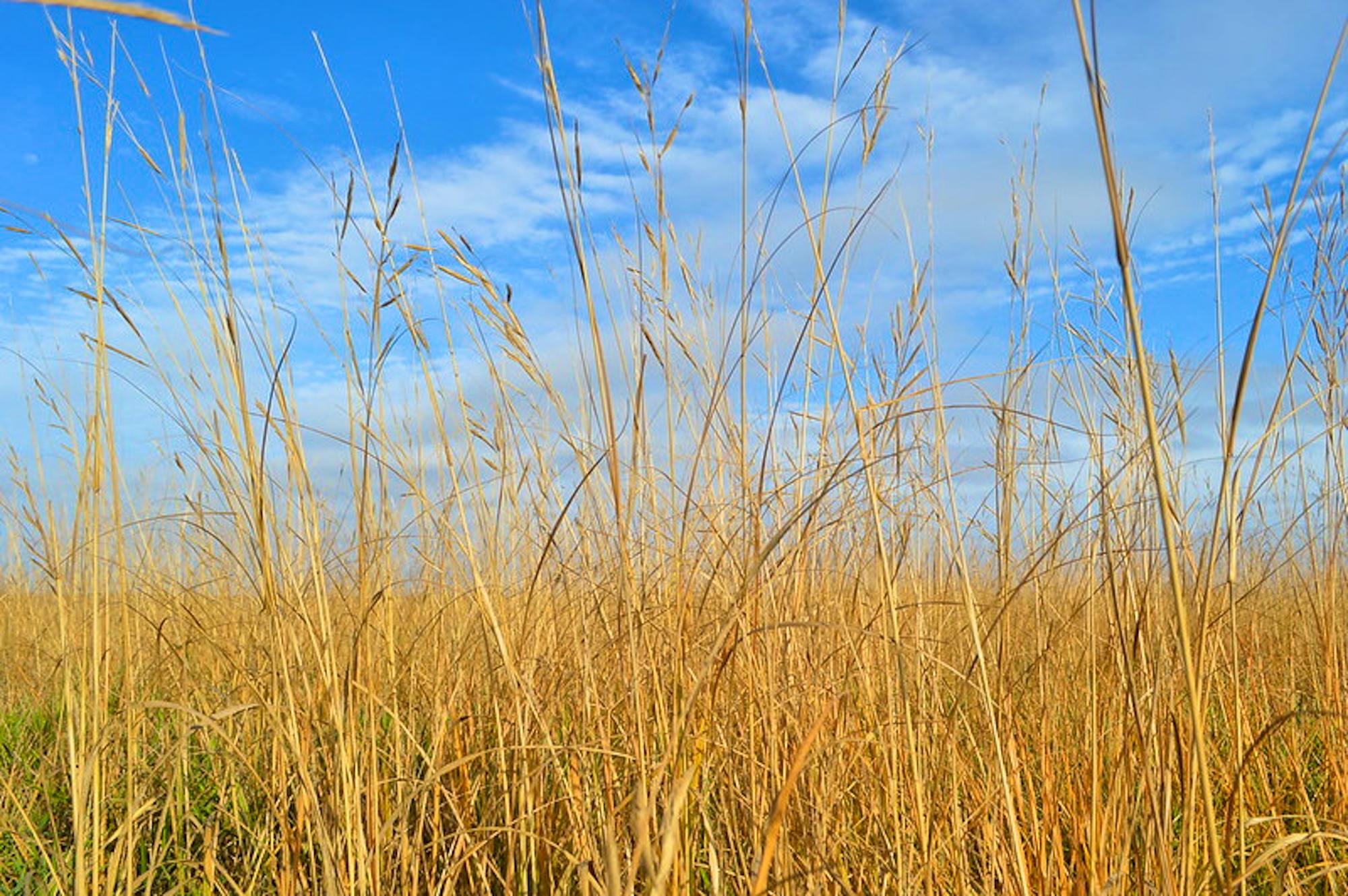 View of the prairie from a lower level while on a Waterfowl Production Area in South Dakota.