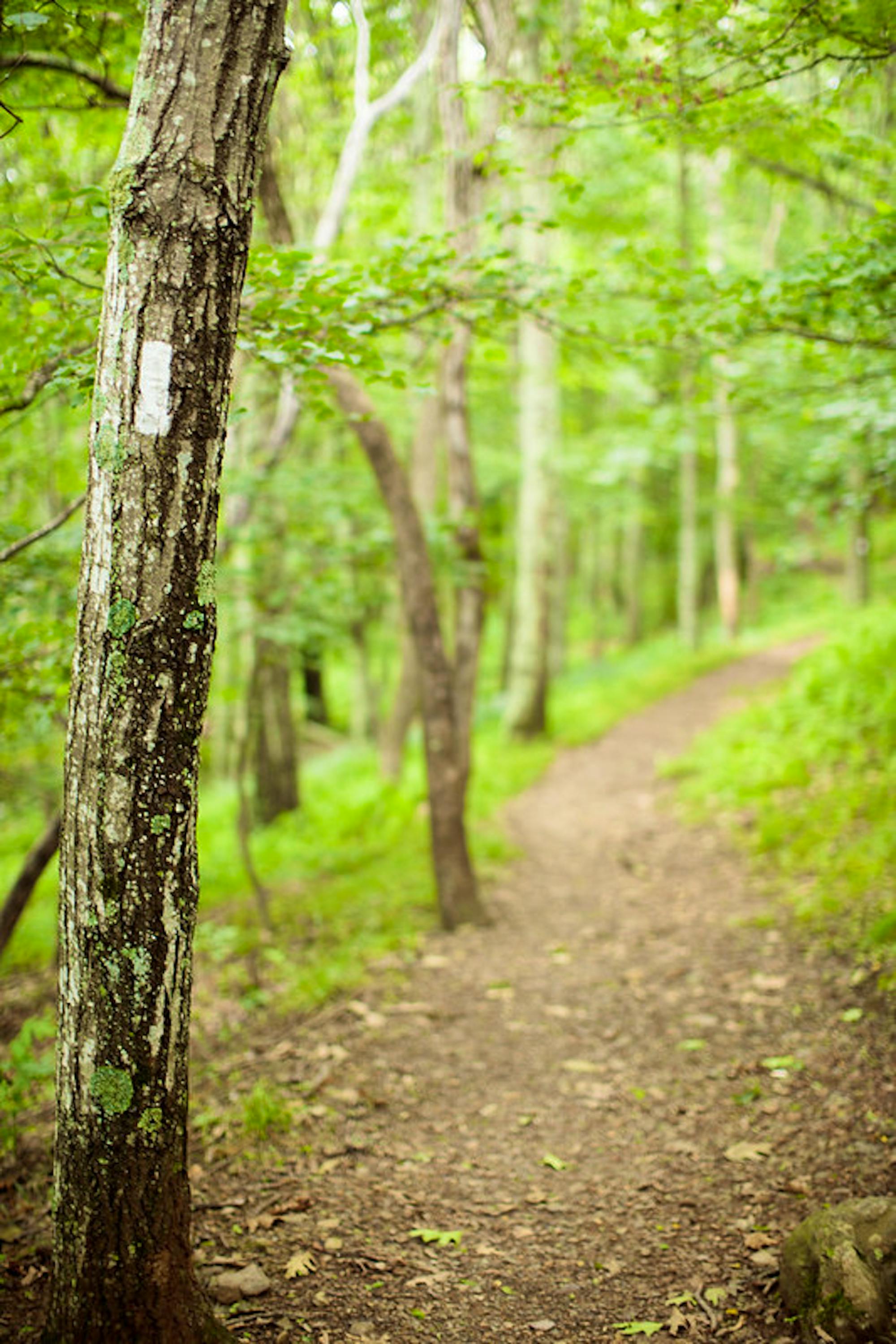 Appalachian Trail through Shenandoah National Park