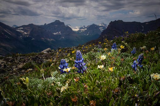 Biodiversity in Glacier National Park's Alpine region