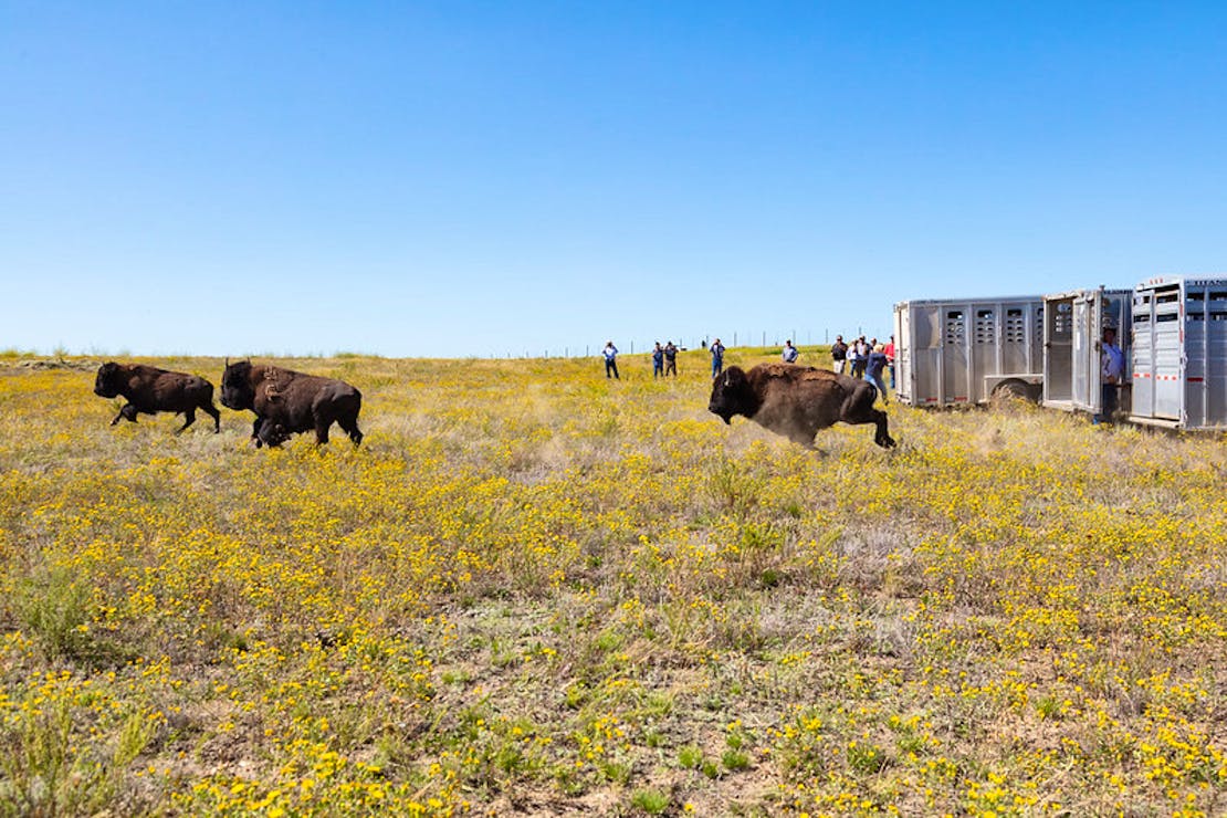 Yellowstone bison released at Ft. Peck Reservation