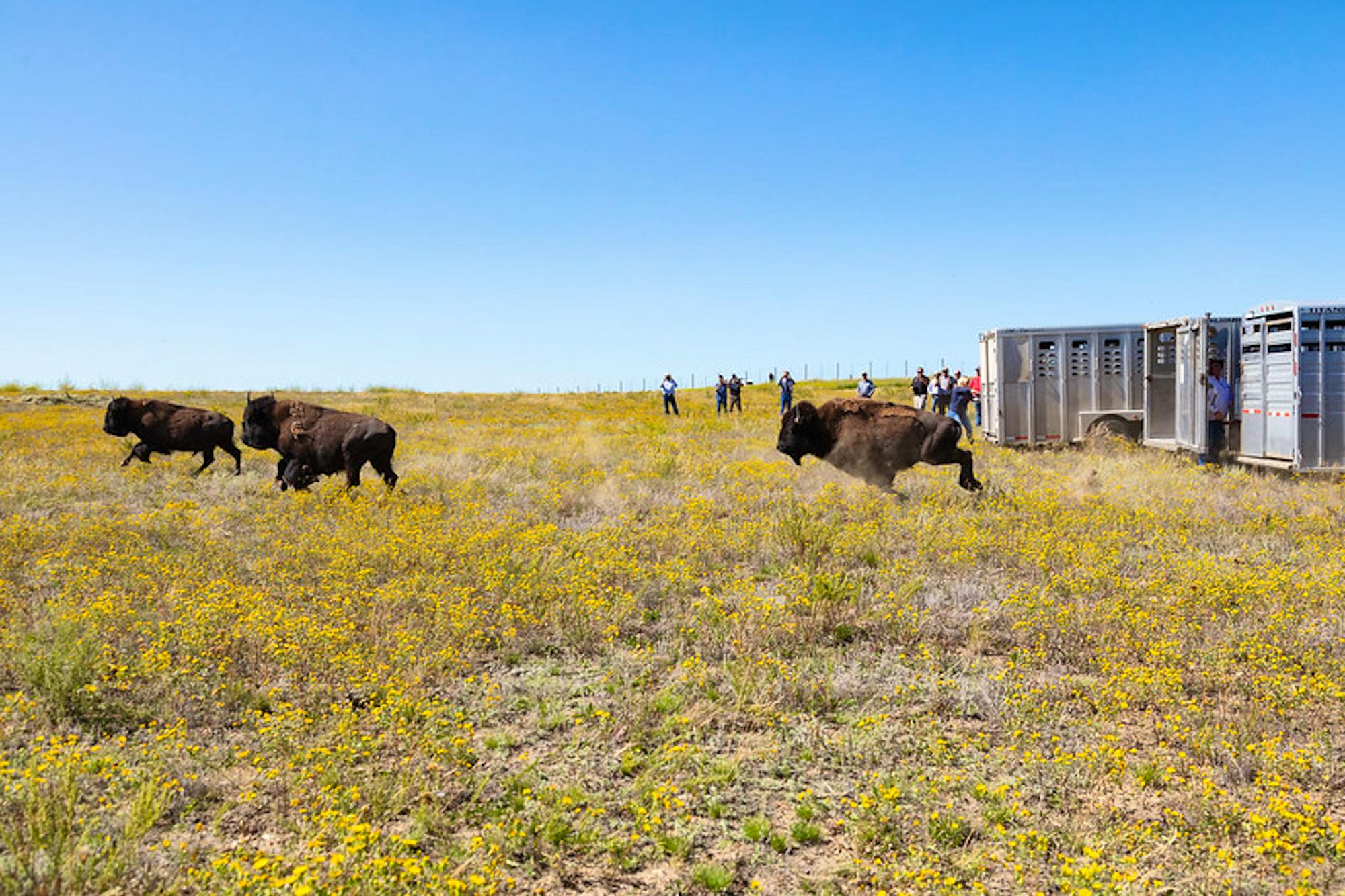 Yellowstone bison released at Ft. Peck Reservation