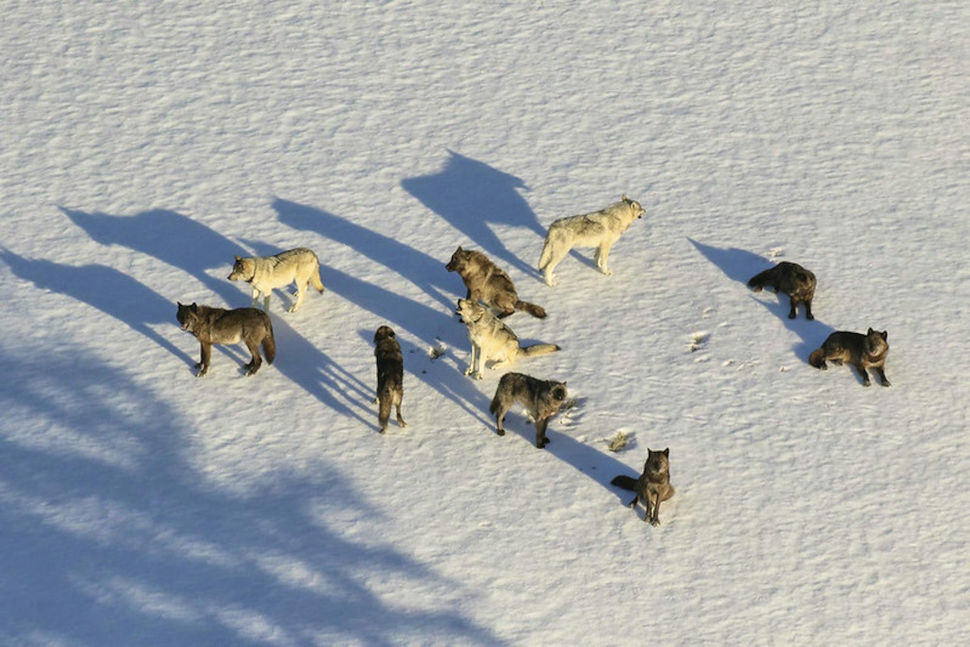 Junction Butte Pack photographed from a fixed-wing during wolf study 