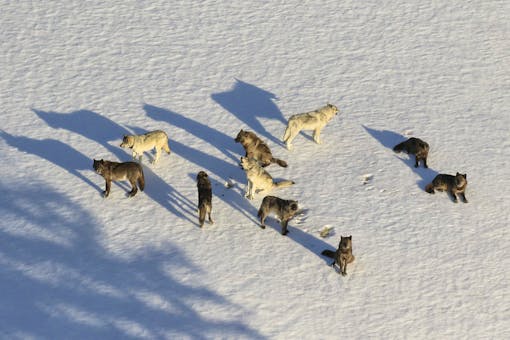 Junction Butte Pack photographed from a fixed-wing during wolf study 