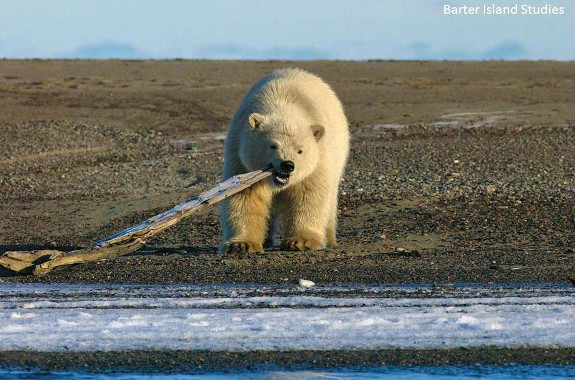 Polar bear dragging stick in Alaska