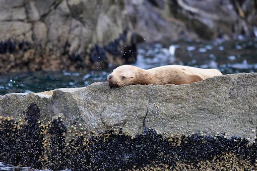 Stellar Sea Lion