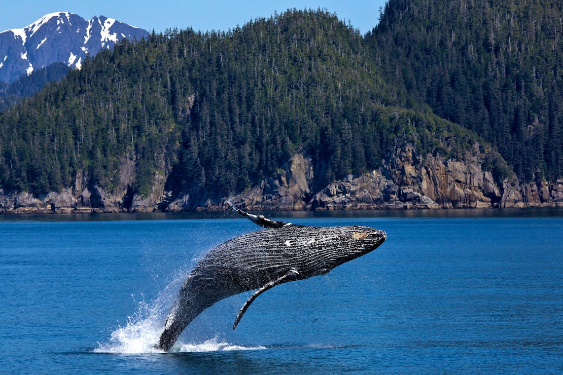 Humpback Whale Kenai Fjords National Park