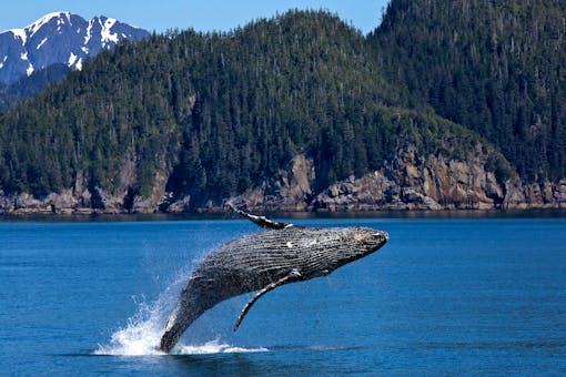 Humpback Whale Kenai Fjords National Park