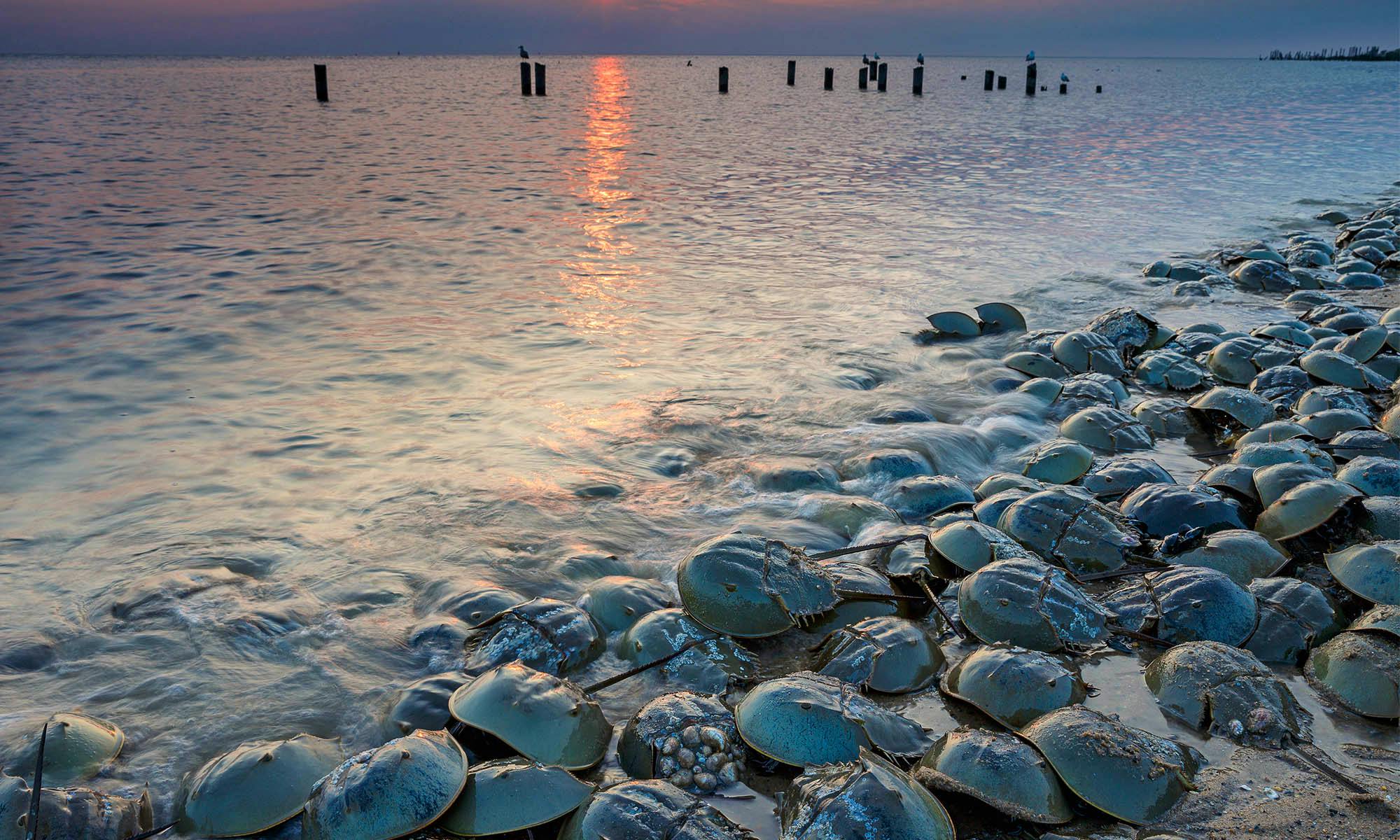 Horseshoe crabs on beach
