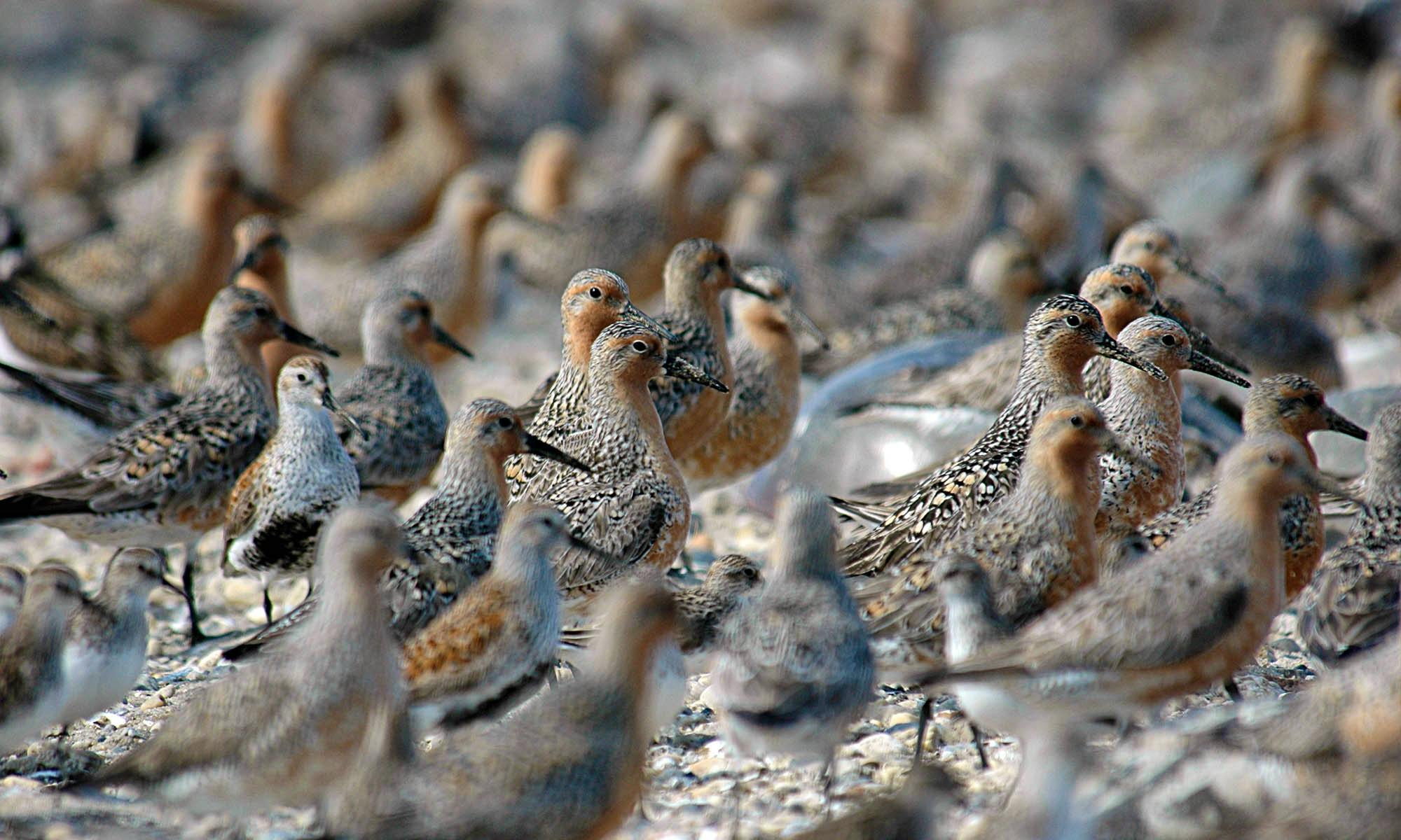 Red knots in Mispillion Harbor, Delaware