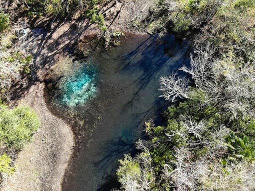 manatees from the air