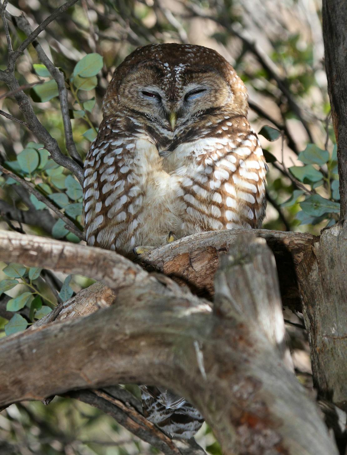 Mexican spotted owl sleeping in a tree