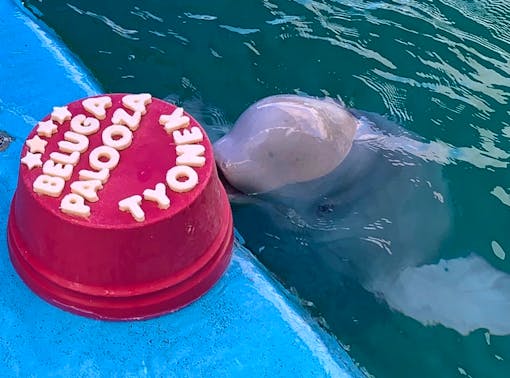 Tyonek, baby cook inlet beluga with cake