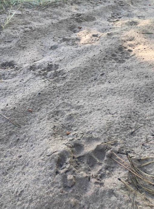 Mexican gray wolf tracks in dirt