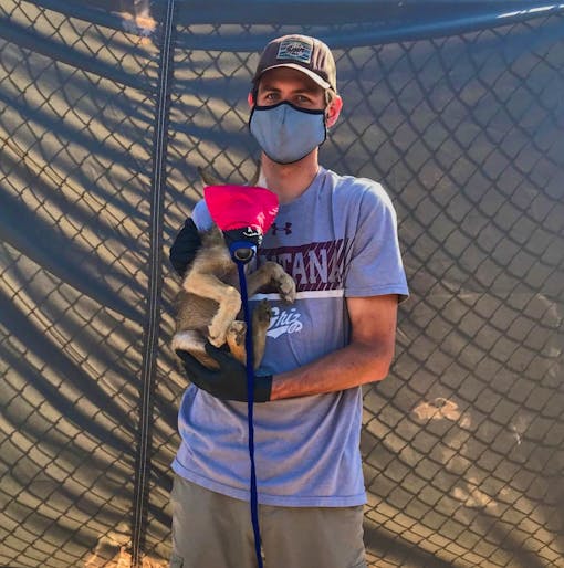 Mexican gray wolf puppy held by wildlife technician