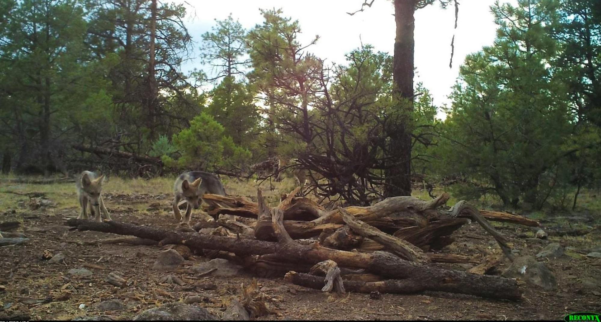 Mexican gray wolf pups on camera trap