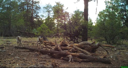 Mexican gray wolf pups on camera trap