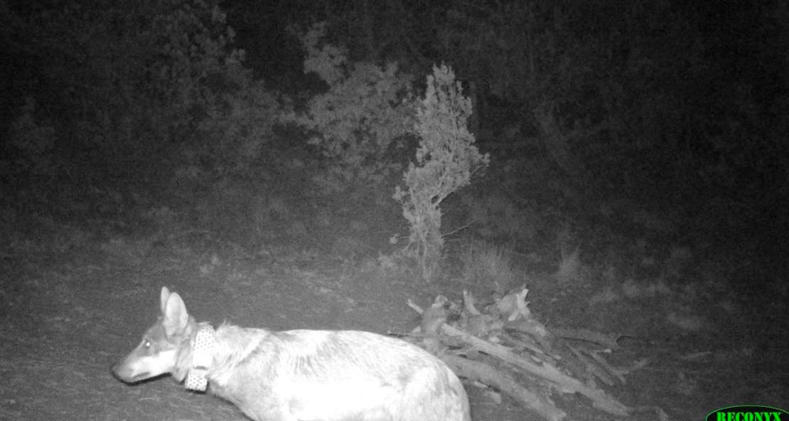 Female collared mexican gray wolf on camera