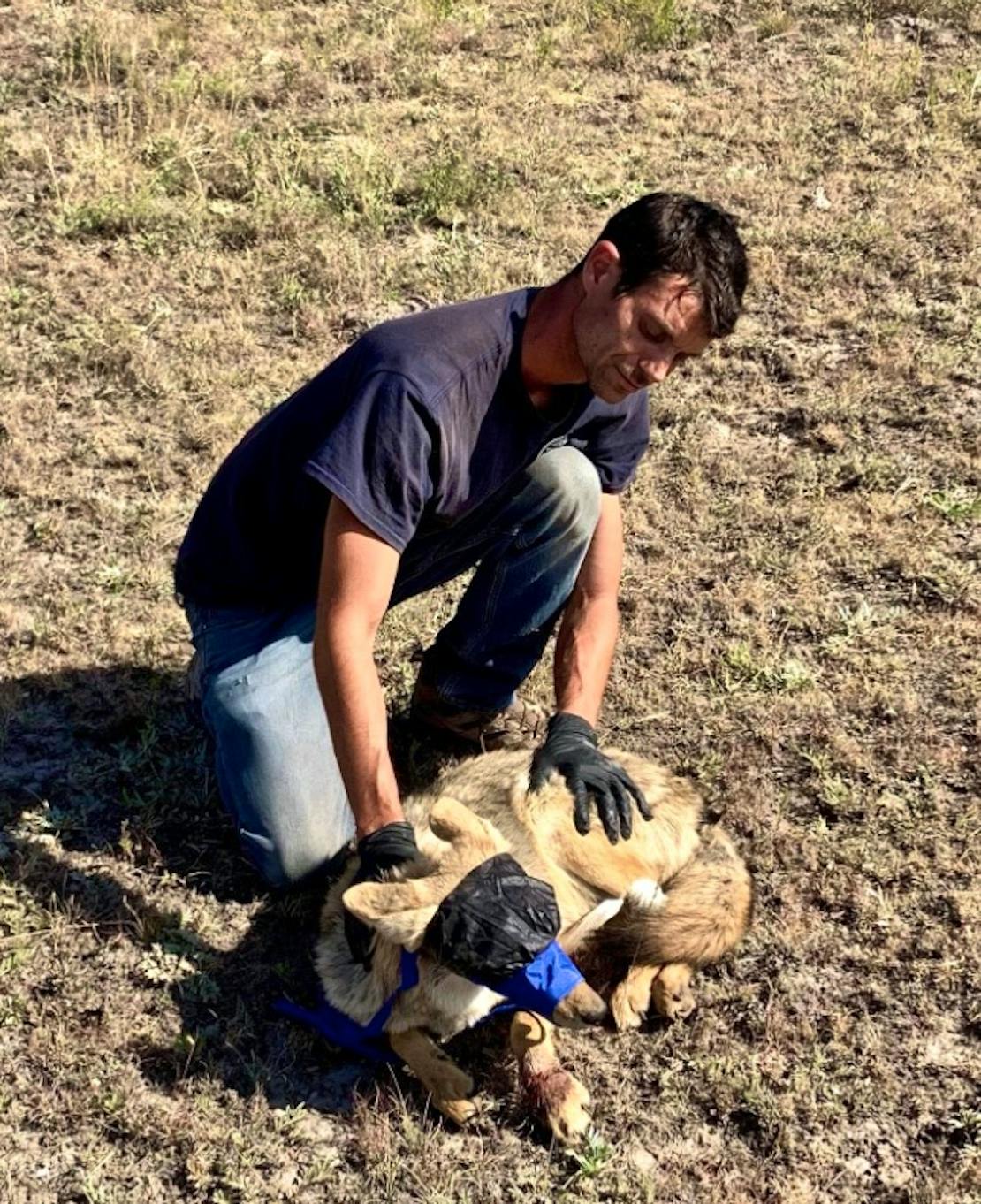 Wildlife technician with mexican gray wolf