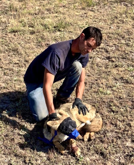 Wildlife technician with mexican gray wolf