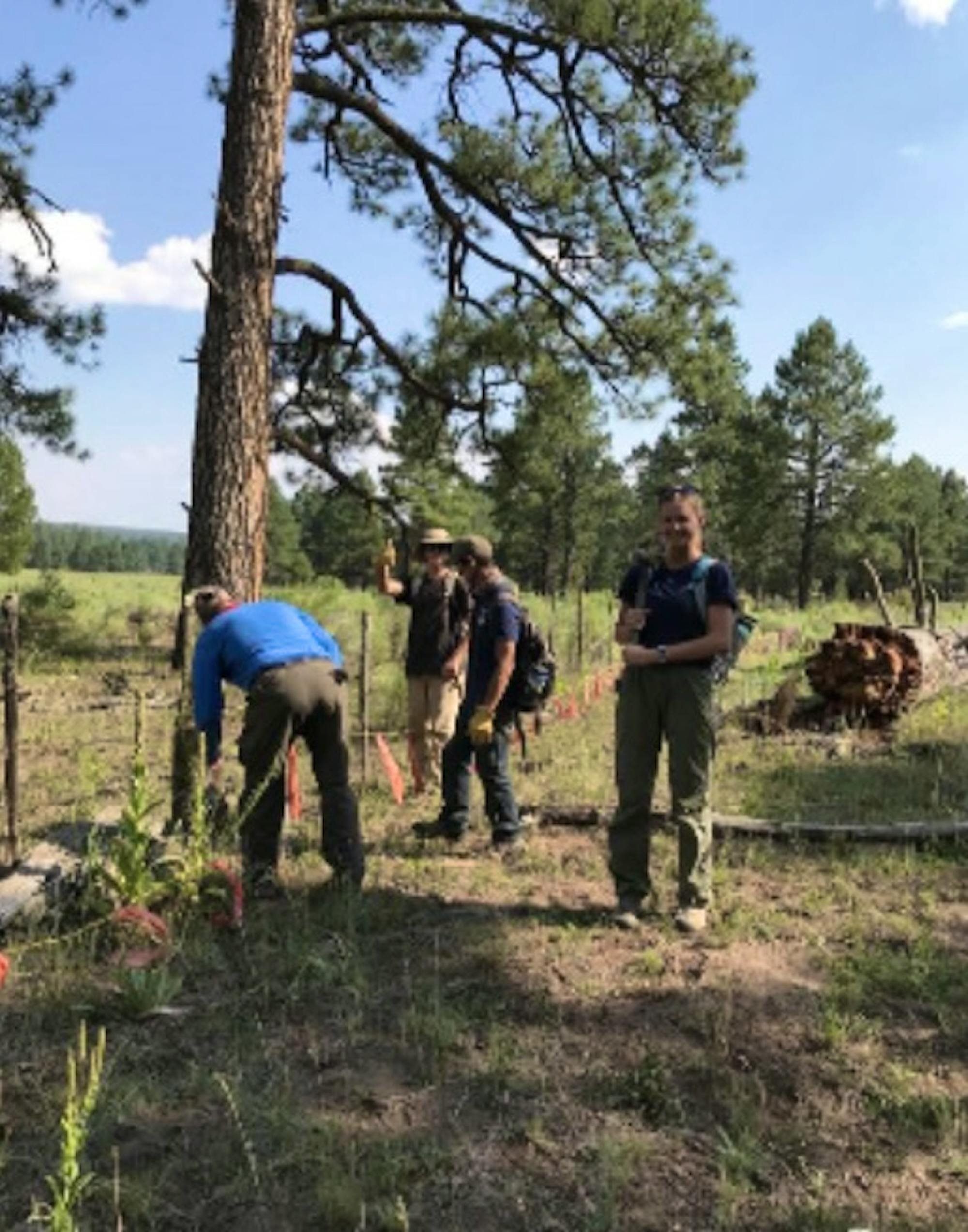 Setting up Flandry for Mexican Gray Wolf Hazing