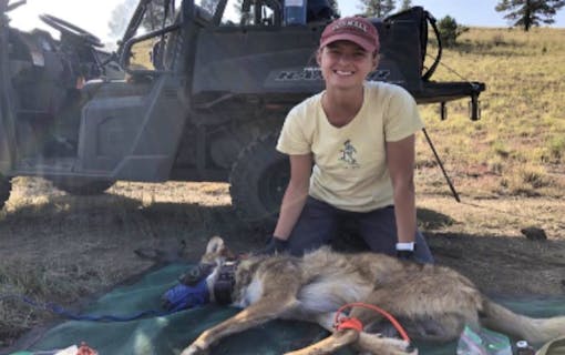 processing of mexican gray wolf yearling pup