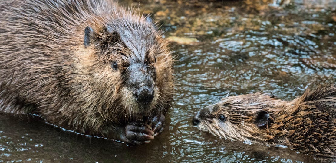 Two beavers in water