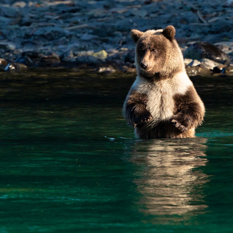 A brown bear cub looks for fish in the Kenai River