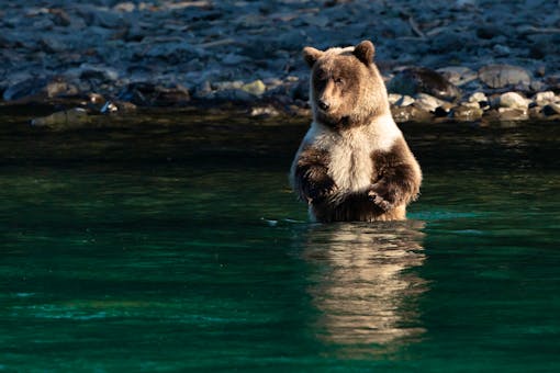 A brown bear cub looks for fish in the Kenai River