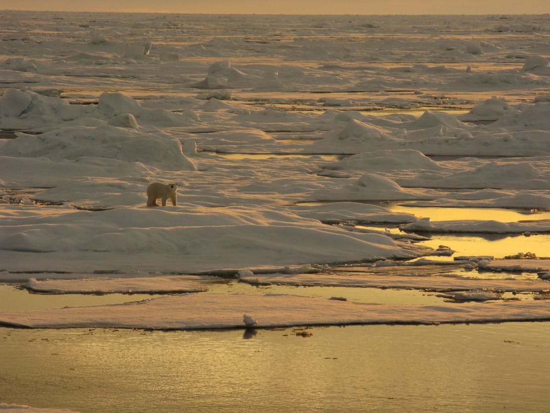 Polar bear on sea ice with sunset glow