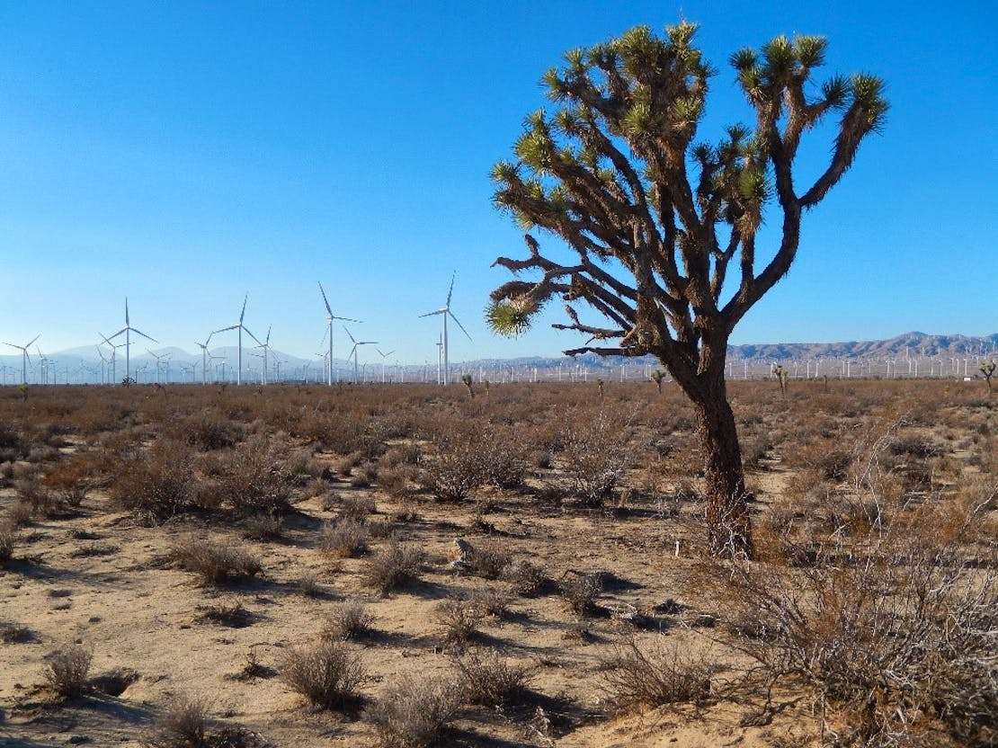 Joshua tree in front of wind farm - California Desert