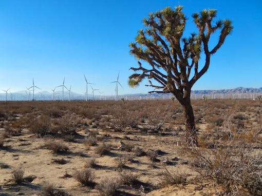 Joshua tree in front of wind farm - California Desert