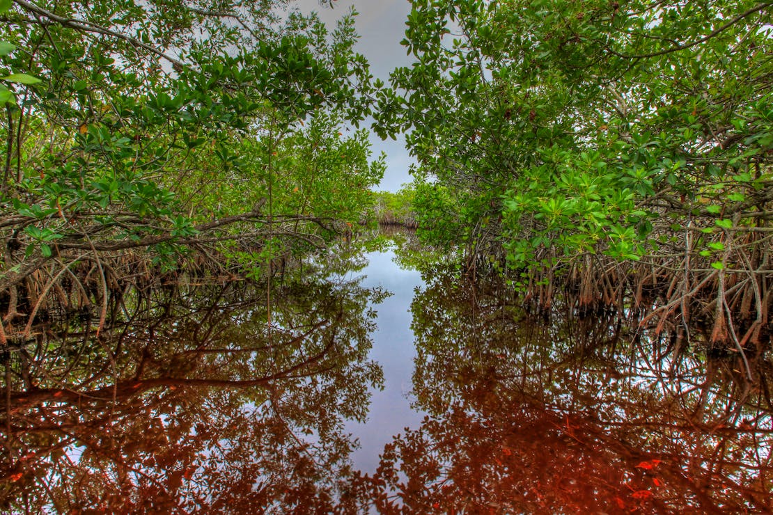 Mangroves reflecting in water