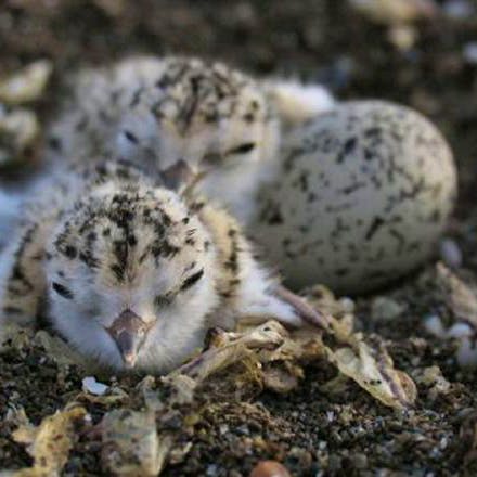western snowy plover chicks and egg