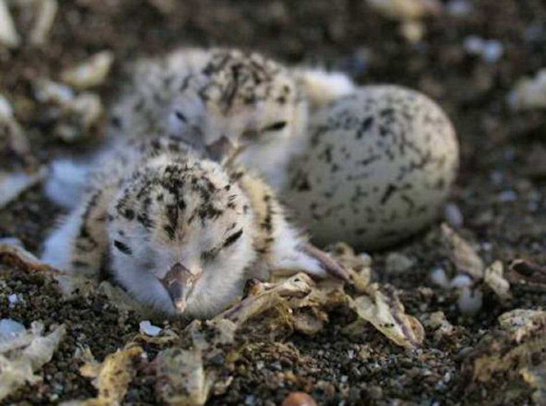 western snowy plover chicks and egg