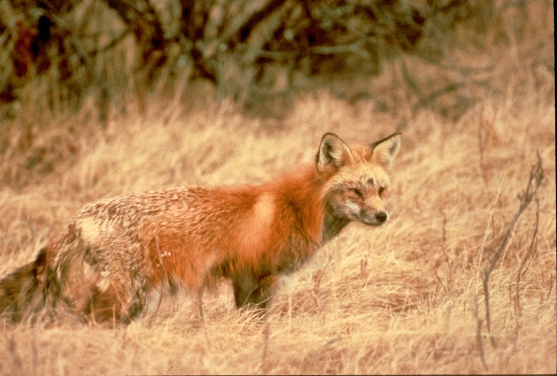 Sierra Nevada red fox walking through grass 