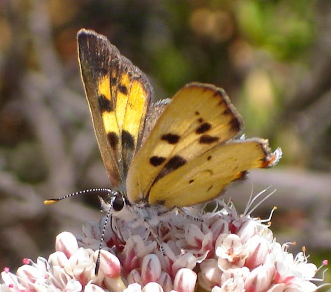 Hermes copper butterfly feeding on nectar of California buckwheat 