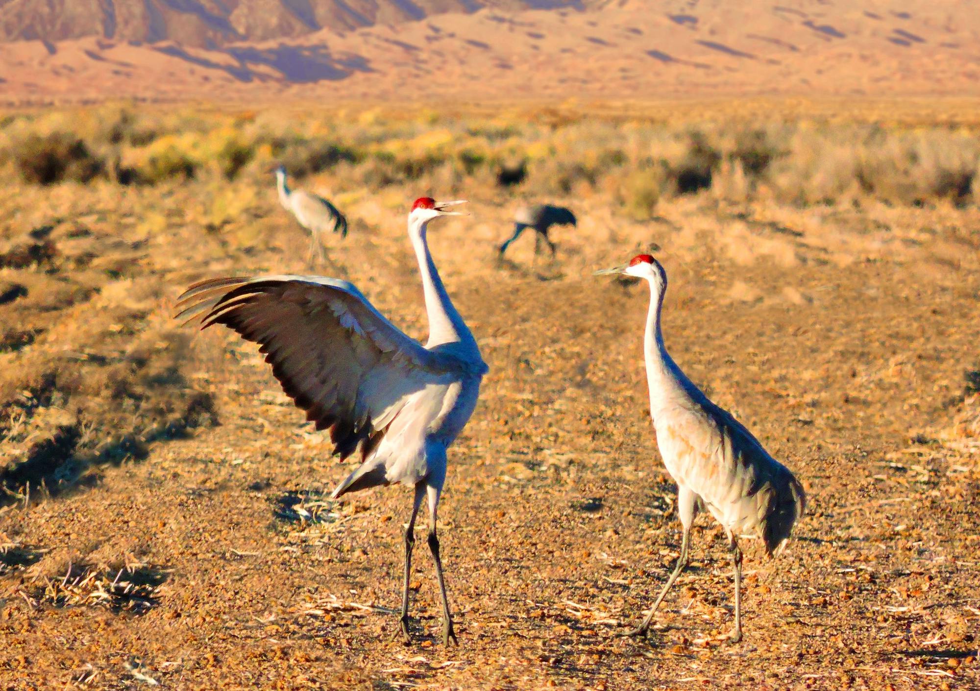 Pair of sandhill cranes dancing