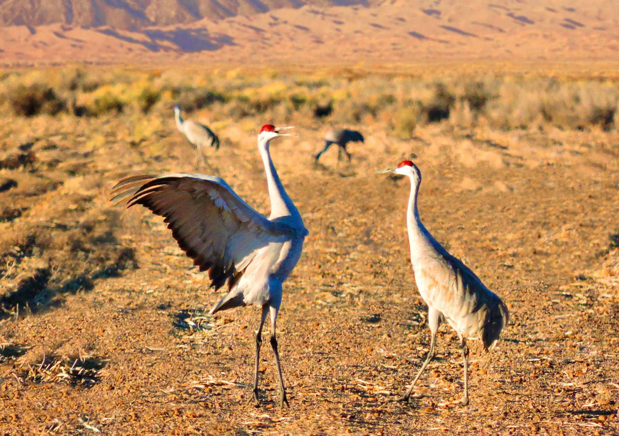 Pair of sandhill cranes dancing