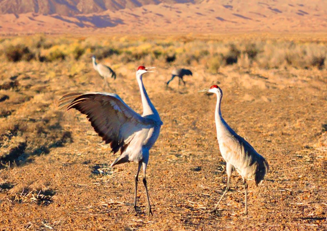 Pair of sandhill cranes dancing