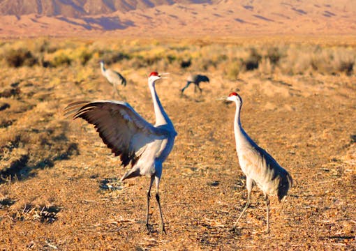 Pair of sandhill cranes dancing